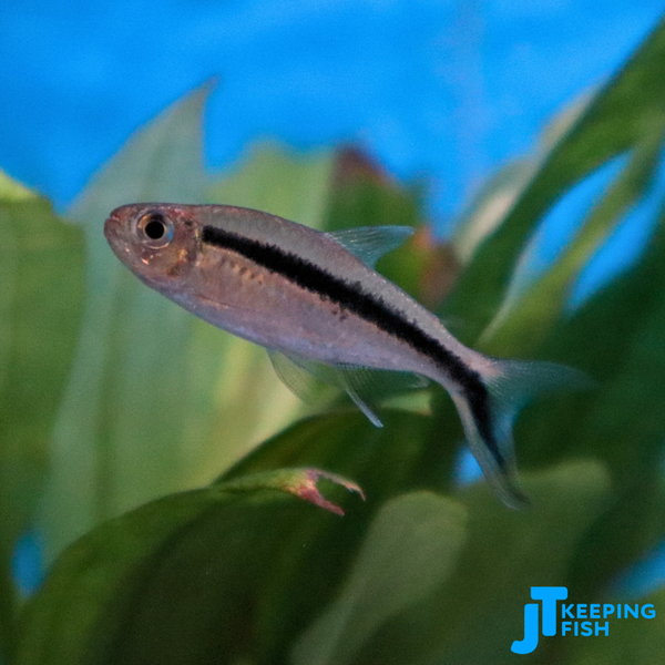 Thayeria Boehlkei - Hockey Stick Tetra