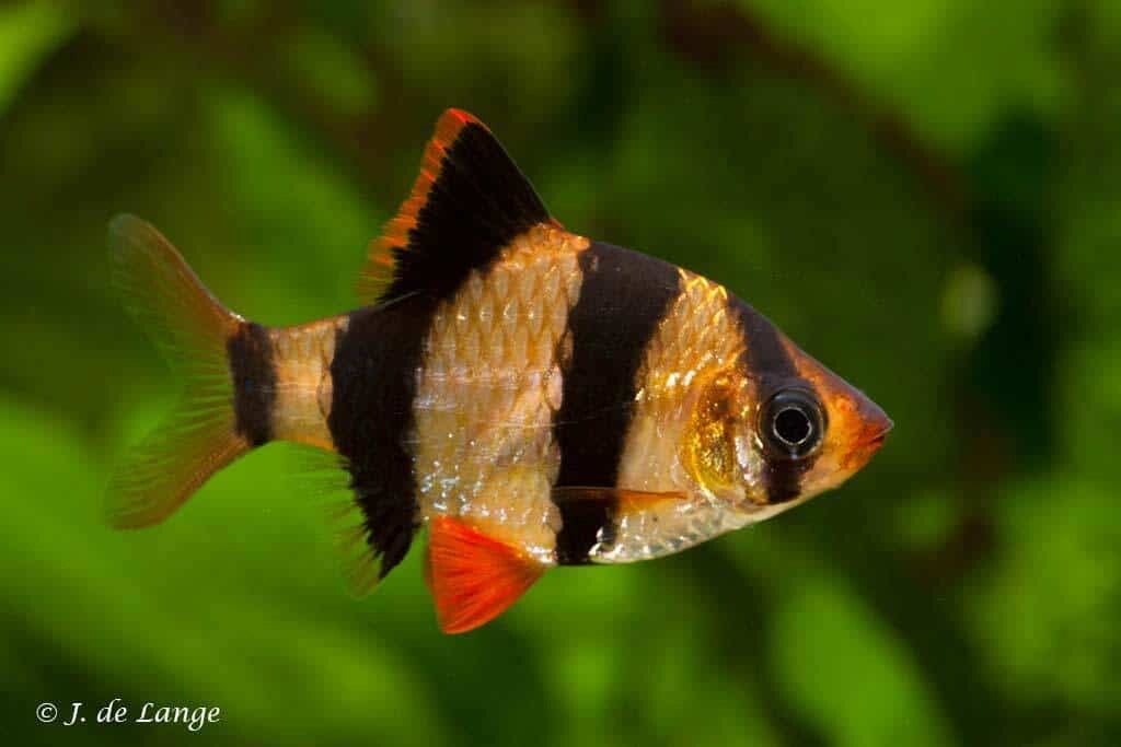 Desmopuntius Tetrazona - Sumatraan