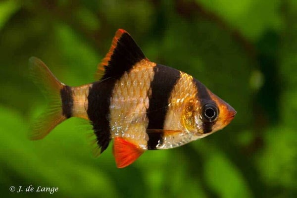 Desmopuntius Tetrazona - Sumatraan