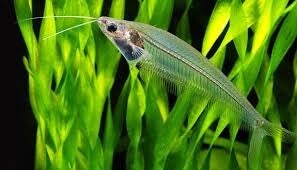 Kryptopterus Bicirrhis - Glasmeerval