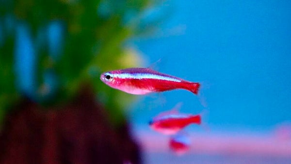 Paracheirodon Axelrodi - Kardinaal Tetra