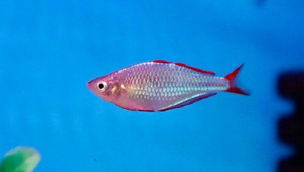 Melanotaenia Praecox - Dwergregenboogvis