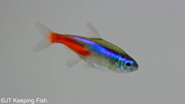Paracheirodon Innesi - Neon Tetra