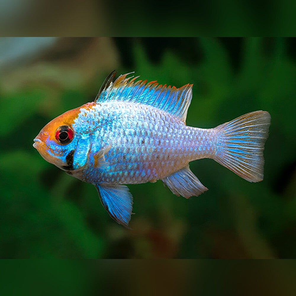 Mikrogeophagus Ramirezi Electric Blue - Antennebaars Electric Blue