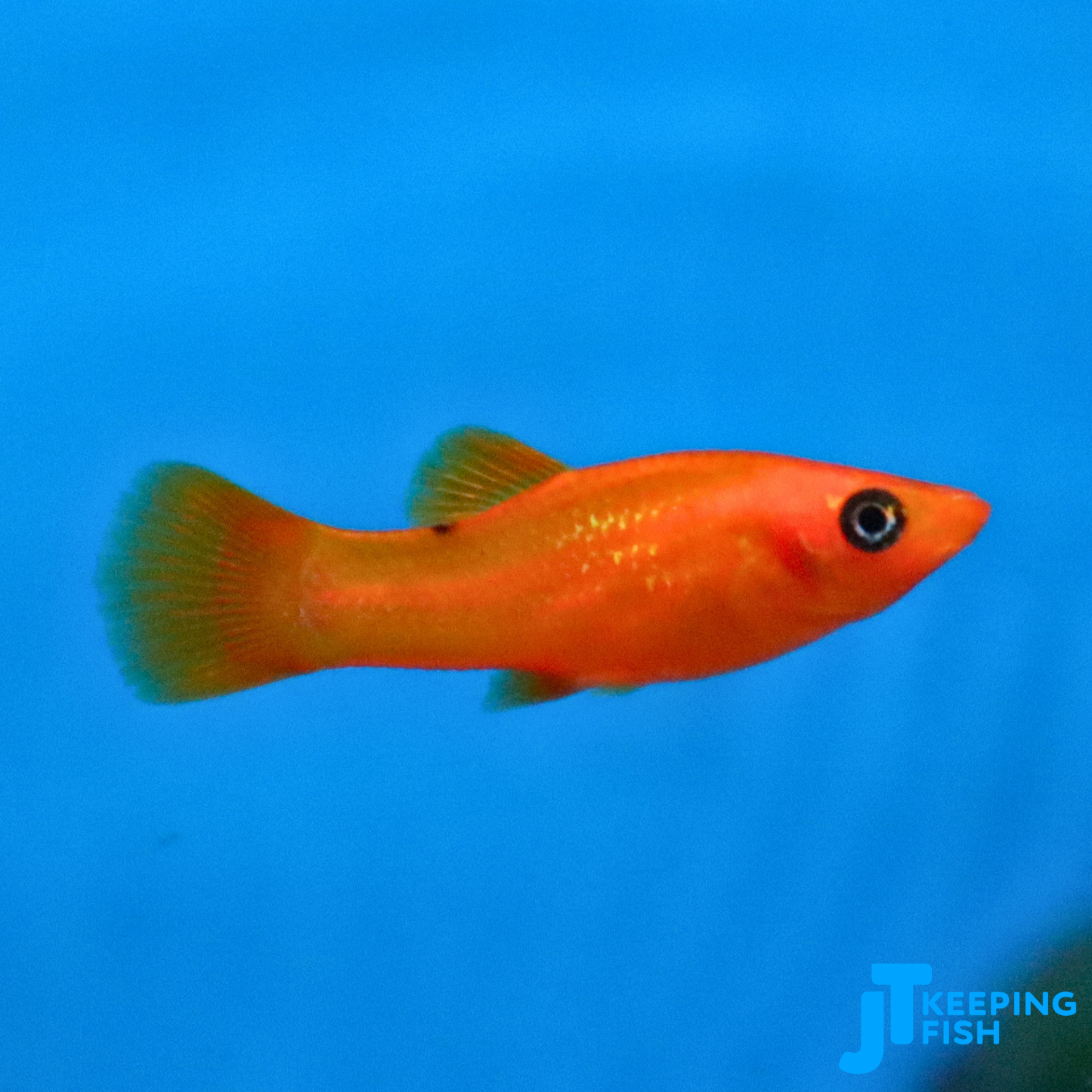 Poecilia Sphenops Mix - Molly mix