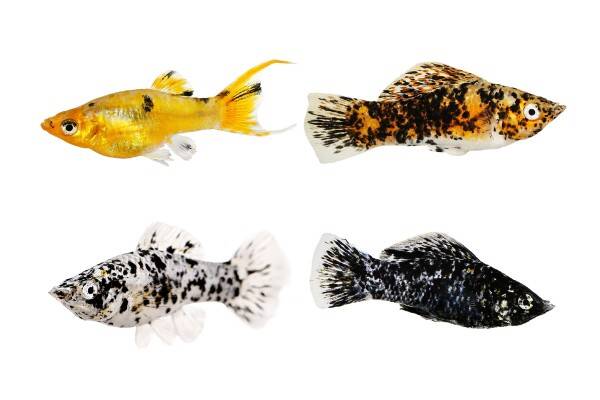Poecilia Sphenops Mix - Molly mix