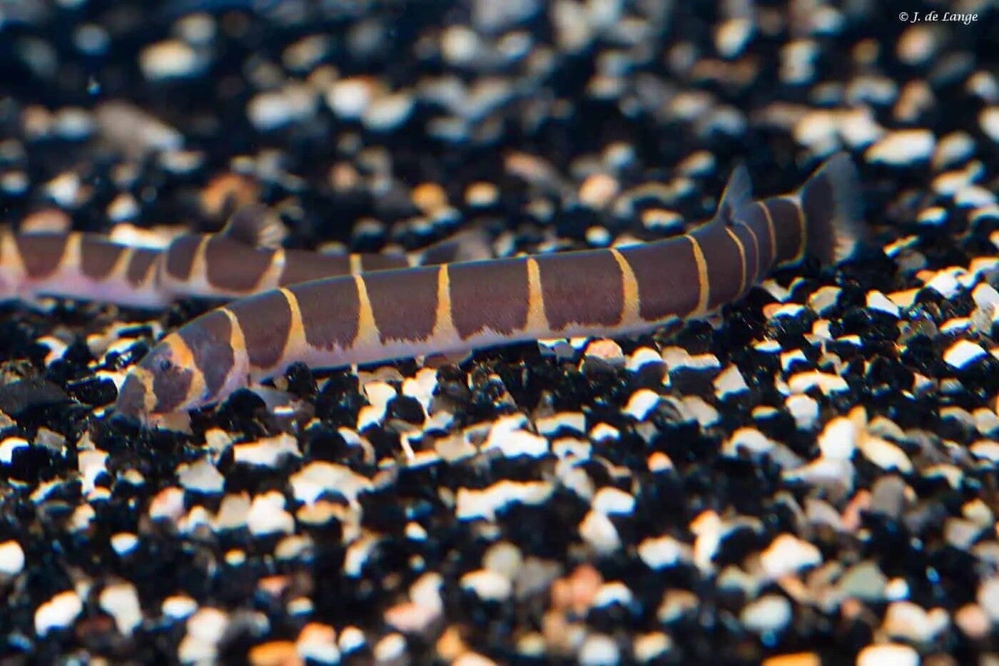 Pangio Semicinctus - Gestreepte Modderkruiper