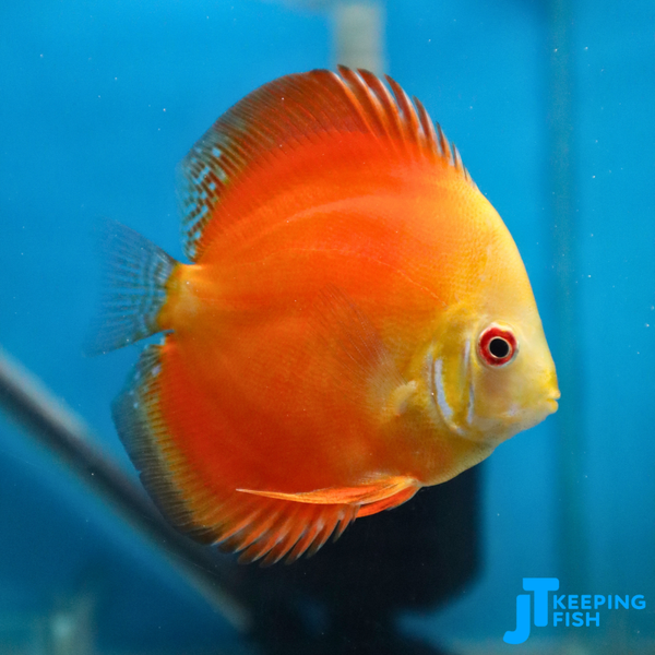 Red Melon Discus 6-8 cm