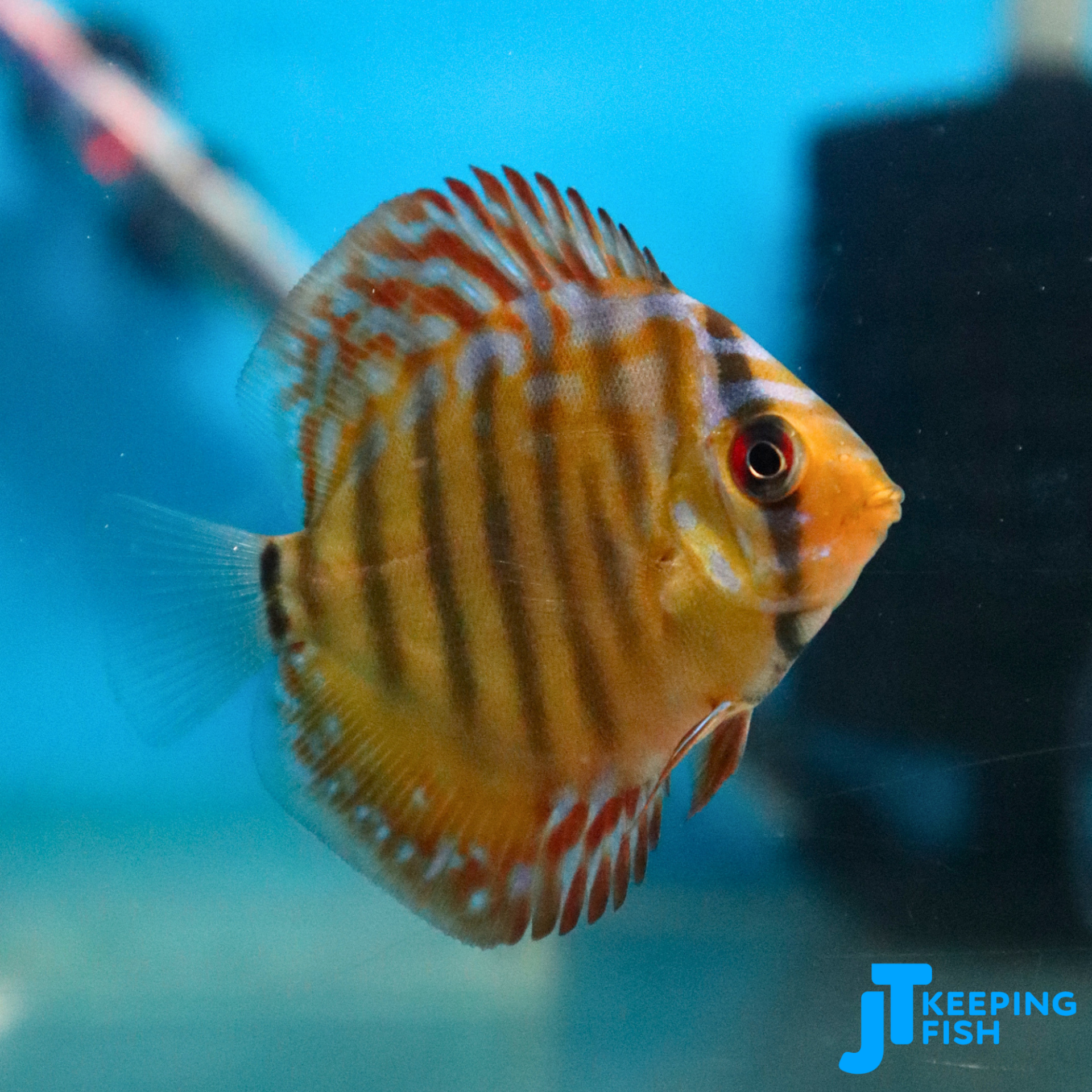 Red Turquoise Discus 5-6 cm