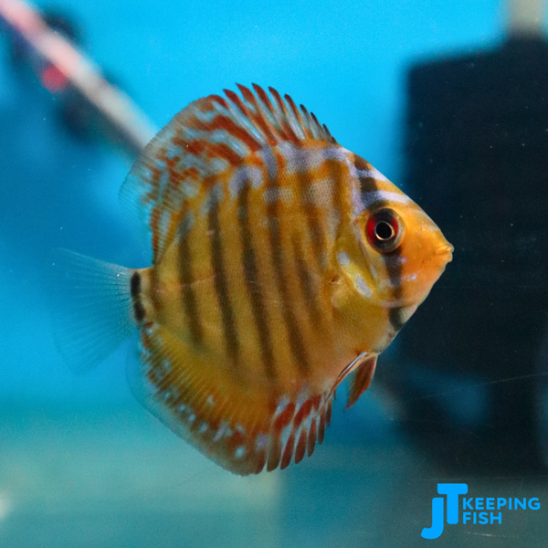 Red Turquoise Discus 5-6 cm