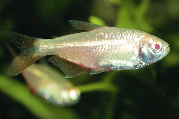 Hemigrammus caudovittatus Albino