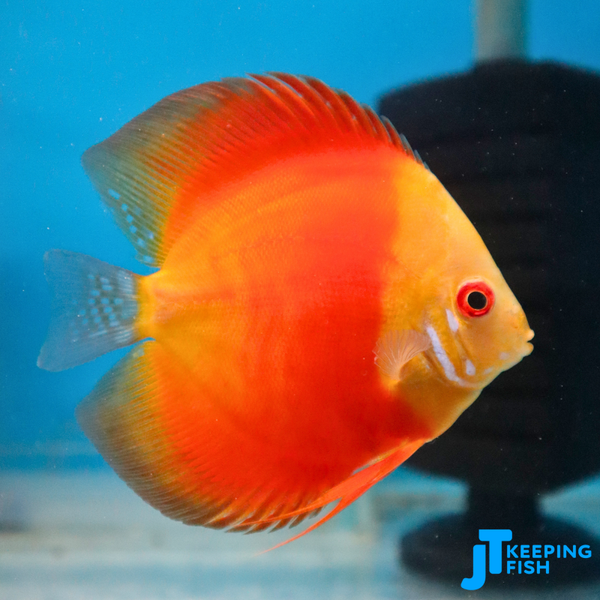 Super Red Diamond Discus 8-10 cm