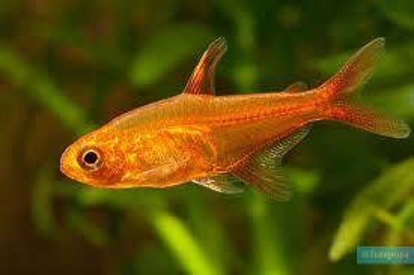 Hyphessobrycon Amandae - Vuurzalm