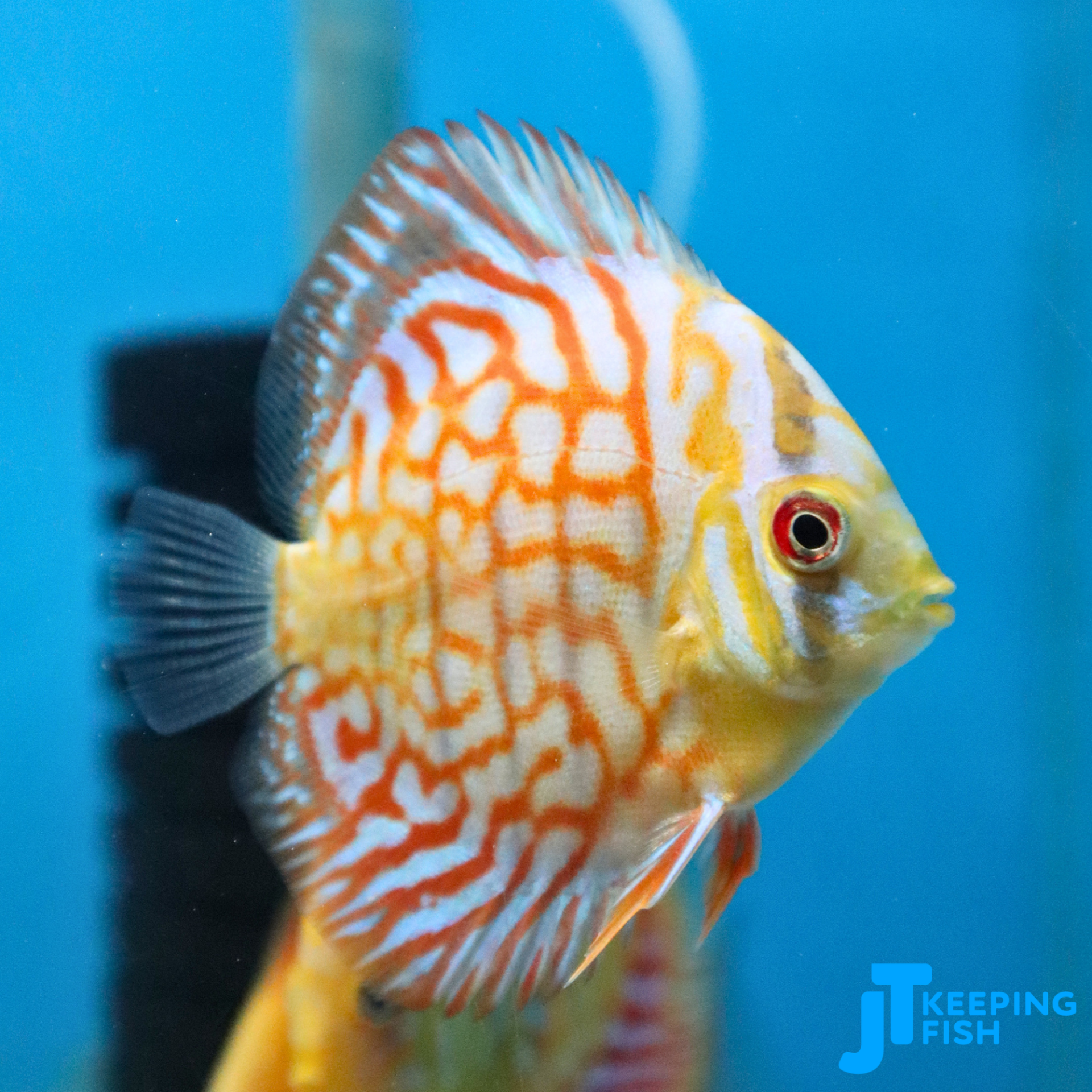 White Tiger Discus 6-8 cm