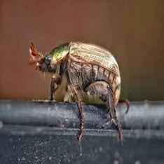 Golden Beetle 