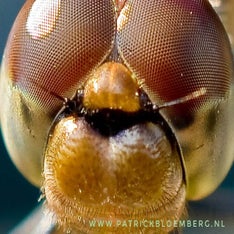 libelle
