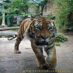 tijger