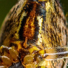 kruiskopspin