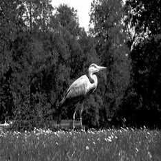 Reiger