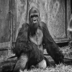 Gorilla