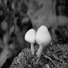 _DSC0135.jpg