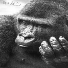 Burgers Zoo Arnhem