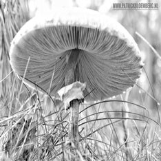 _DSC0027-01.jpeg
