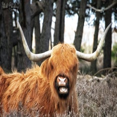Schotse hooglander 