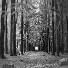 Kaapse Bossen Doorn
