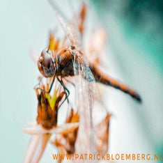 libelle