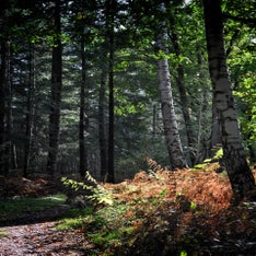 De lage Vuursche 