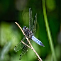 Libelle 