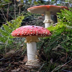Kaapse Bossen Doorn