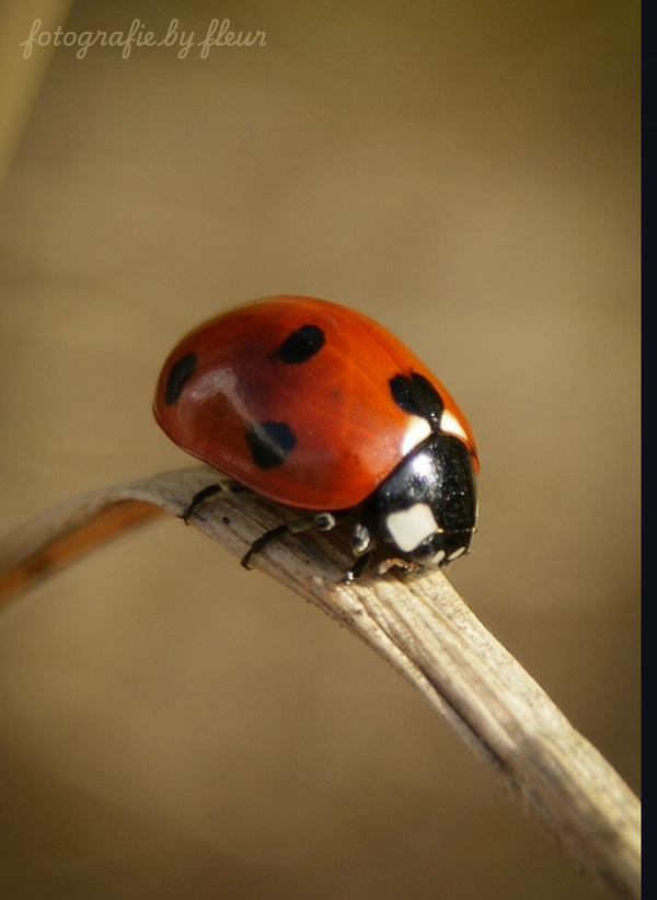 postcard ladybug