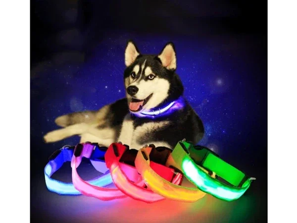 Collier LED phosphorescent pour chiens
