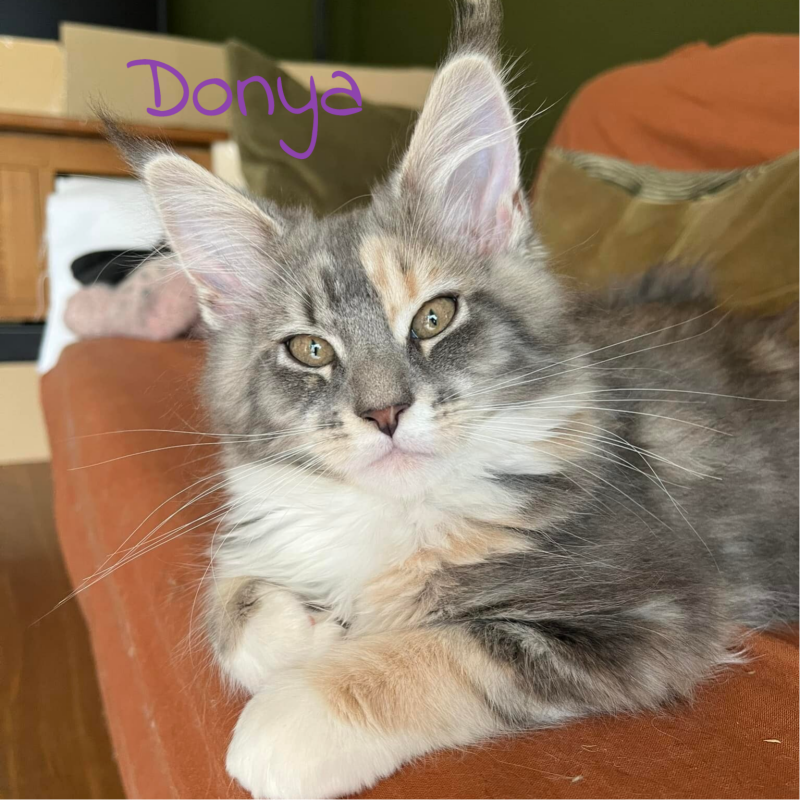 Donya Du Champ Vert