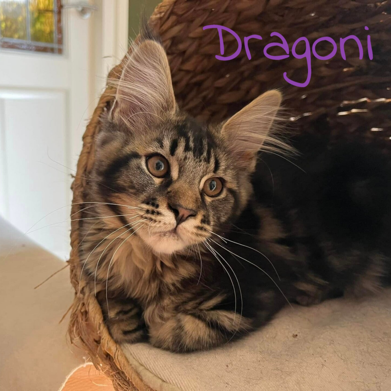 Dragoni Du Champ Vert