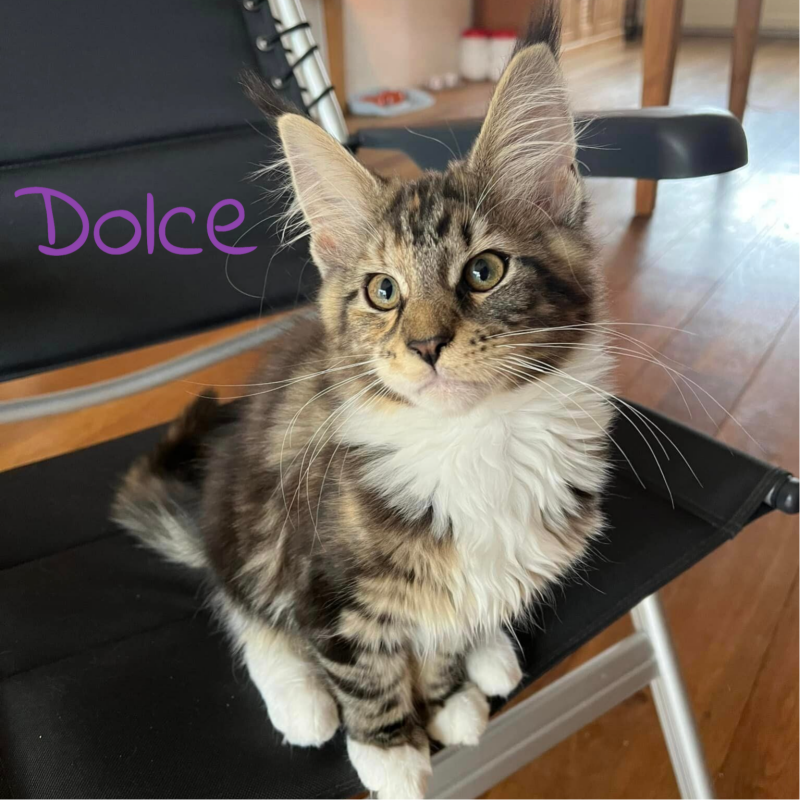 Dolce Du Champ Vert