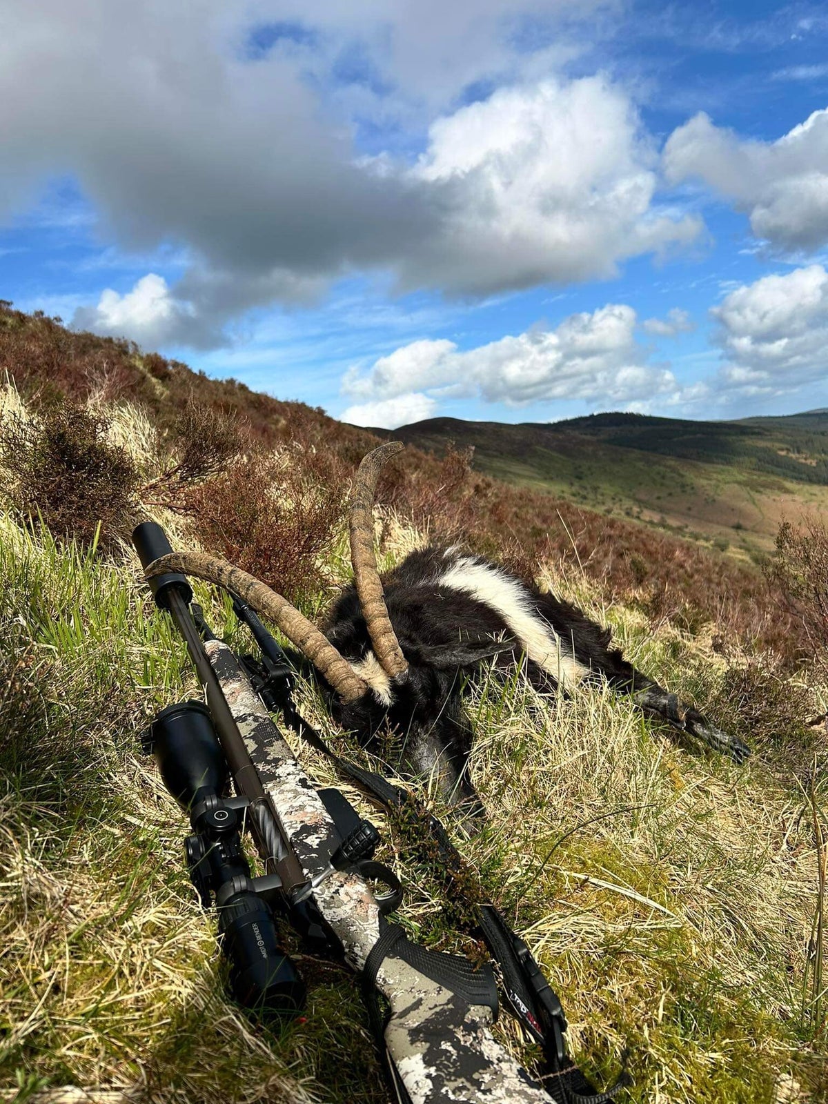 Red Stag, Sika, Fallow Deer Hunting Trips Ireland