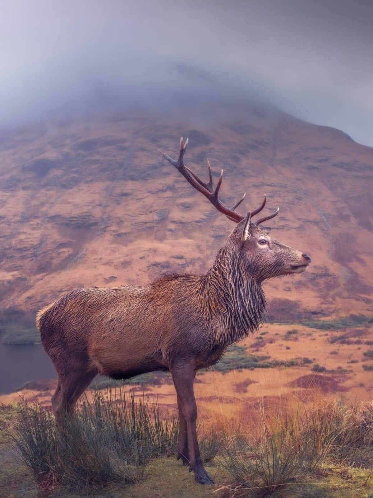 Red Stag, Sika, Fallow Deer Hunting Trips Ireland