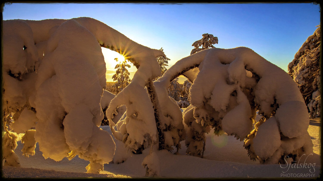 Experience a magical winter sunset at Bälingeberget, Sweden. A landscape photography gallery capturing the golden light and a story of creative rebirth.