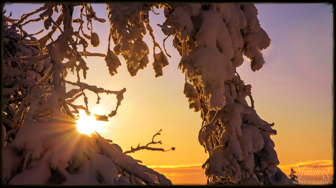 A tale of 'cursed' winter photos from Bälingeberget, Sweden. Discover the alchemy of transforming flawed landscapes into an enchanting gallery of light.