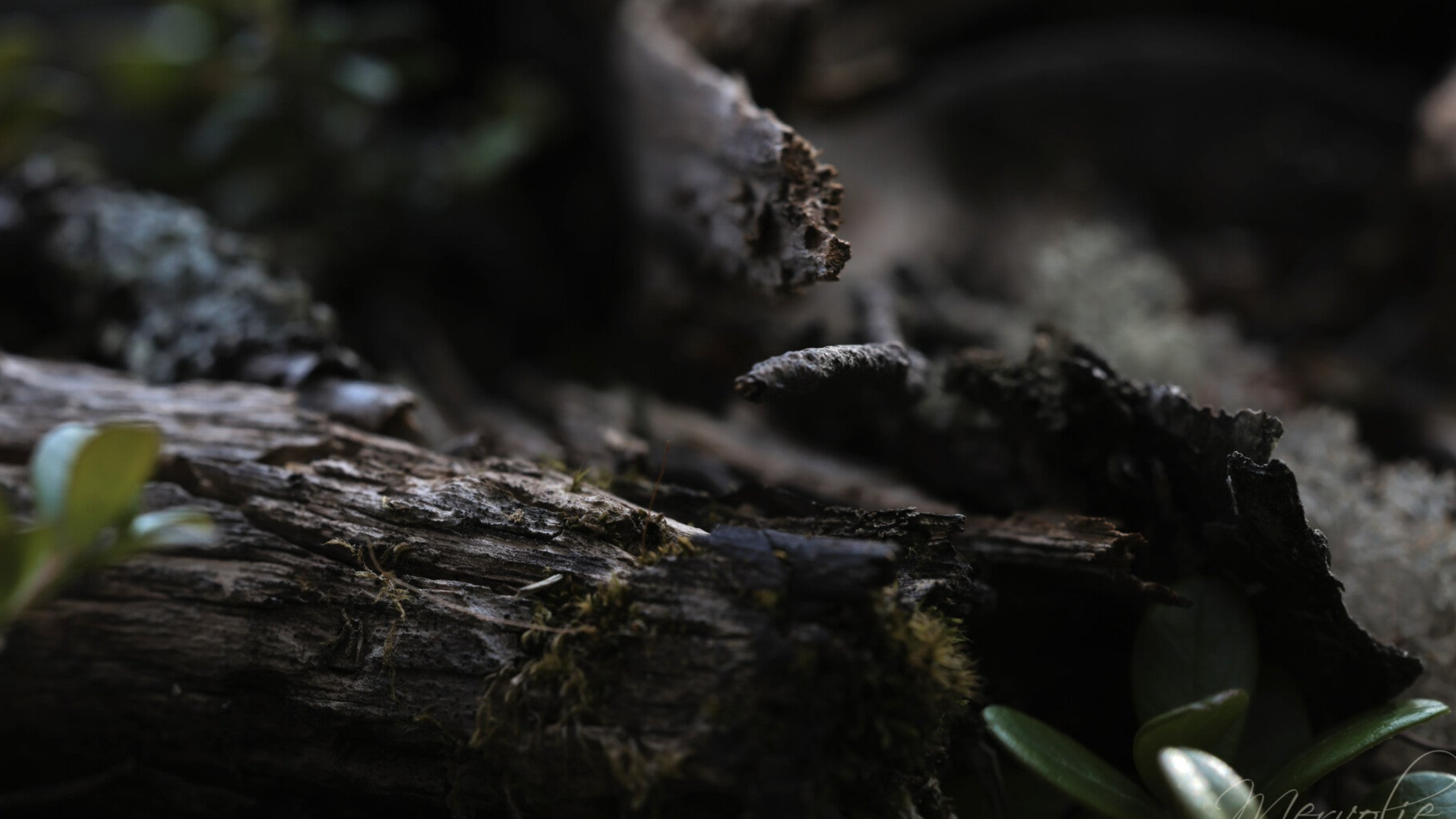 Macro Photography By Själskog Photography