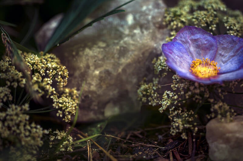 macro-photography-sj-lskog-photography-erika-sundstr-m-fotograf-standard-xldmwu.jpg