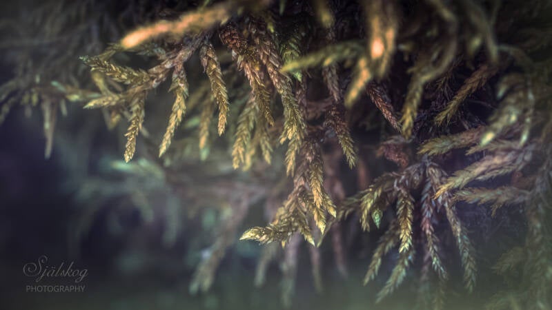macro-photography-the-unseen-kingdom-fotograf-erika-sundstr-m-sj-lskog-photography-2-standard-ibeupn.jpg