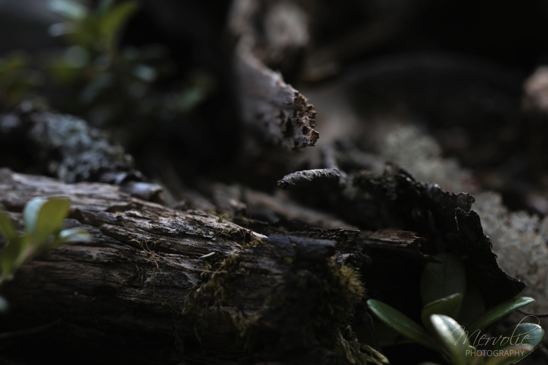 A brief description of the photo