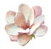 Magnolia Tree Gifts