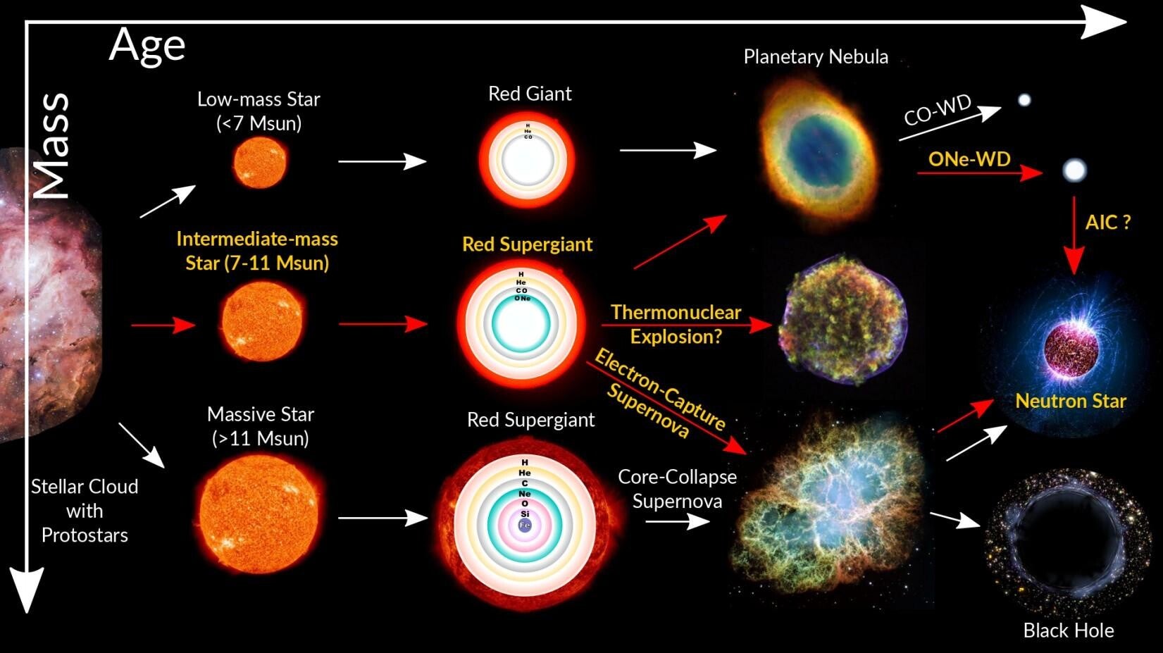 Diagram illustrating how a massive star collapses during a supernova to form a neutron star.