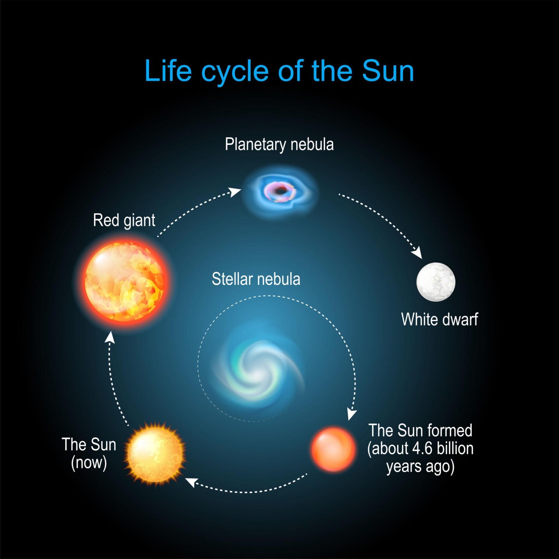 The life of a typical Sun-like star follows a predictable sequence.  Step 1: A Giant Cloud of Gas Everything begins inside a massive cloud of hydrogen gas and cosmic dust.  Gravity slowly pulls this material together.  After millions of years, a young sta