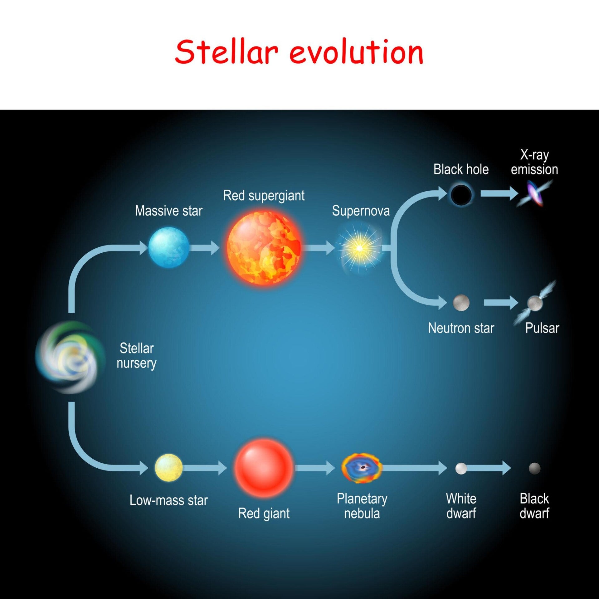 Why Betelgeuse Will Explode: The Life Cycle of a Massive Star